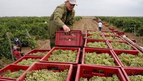 В России ожидается рекордный урожай винограда